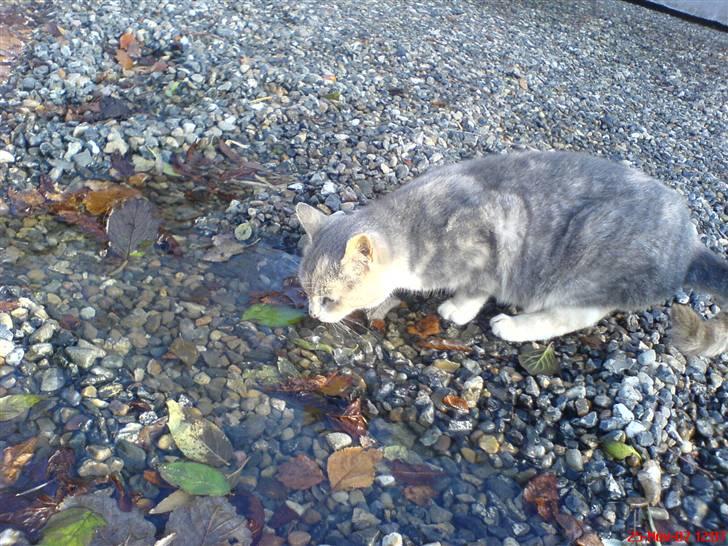 Huskat Tut<3 - Drikker vand udenfor.. billede 14