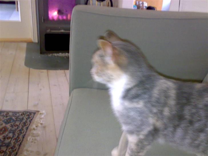 Huskat Tut<3 - Tut på sofaen xD billede 15