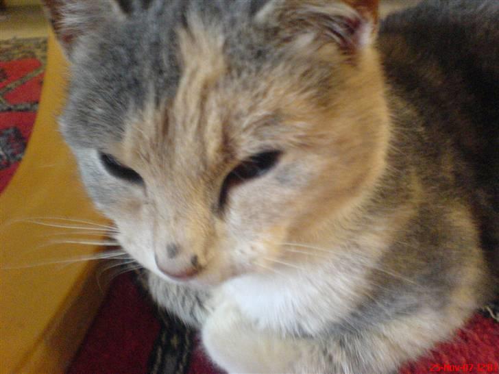 Huskat Tut<3 - <333 billede 16