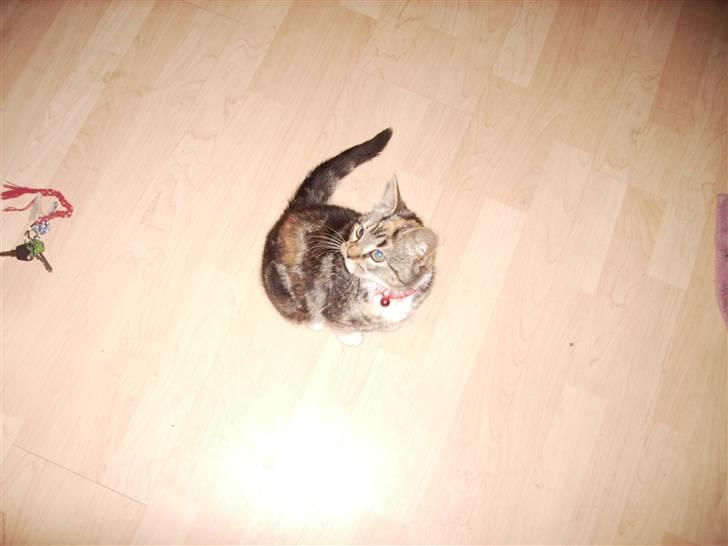 Huskat CHILI  -  Hittekilling billede 14