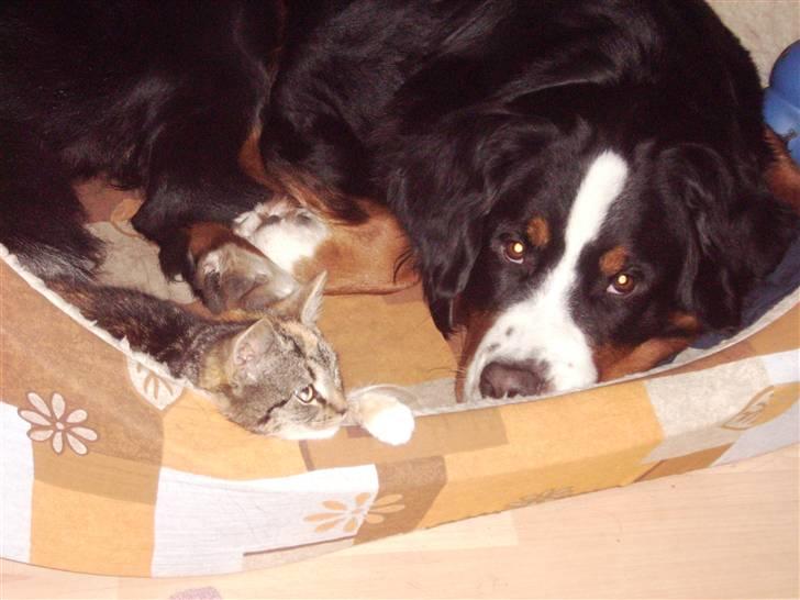 Huskat CHILI  -  Hittekilling billede 15