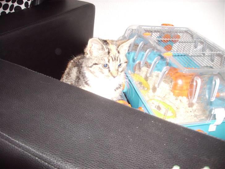 Huskat CHILI  -  Hittekilling billede 16