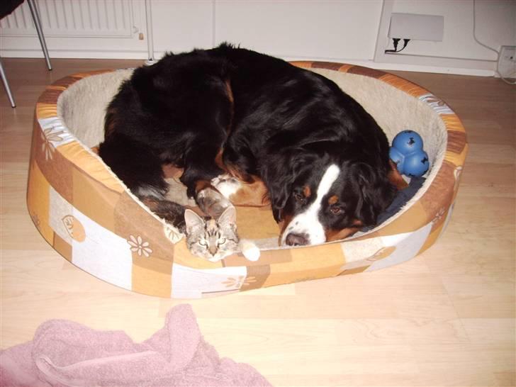 Huskat CHILI  -  Hittekilling billede 17