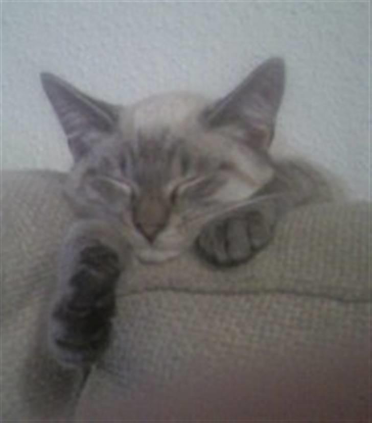 Blanding af racer Frankieboy/Frank Sinatra - Frankie, få dage efter jeg havde fået ham :) billede 1