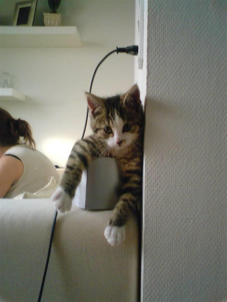 Huskat Buddie - Der sidder han godt .. billede 6