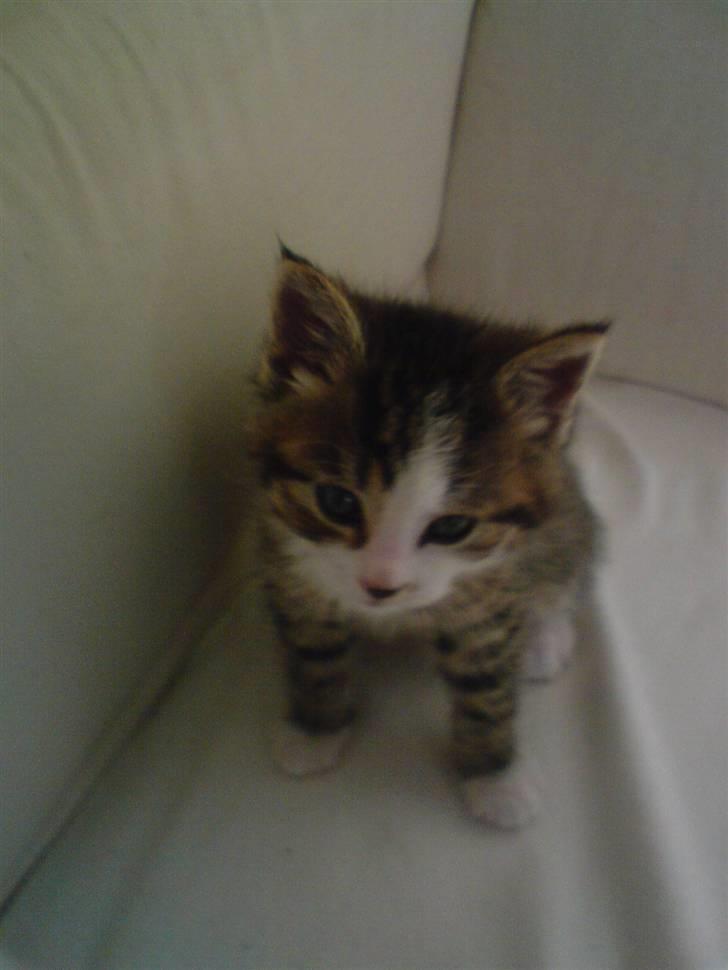 Huskat Buddie - Han er da dejlig.. <3 billede 7