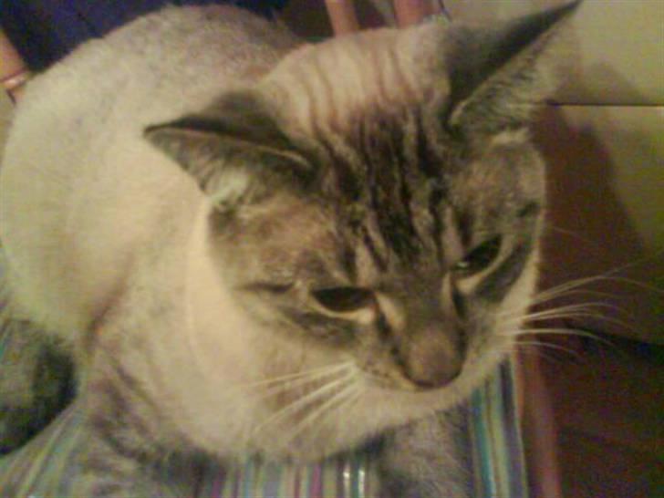 Blanding af racer Frankieboy/Frank Sinatra - Sådan som han ser ud nu :) billede 2