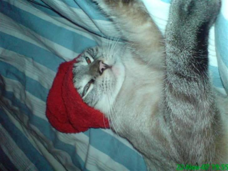 Blanding af racer Frankieboy/Frank Sinatra - Og min mor der besluttede at bruge dette billede, som julekort :) billede 3