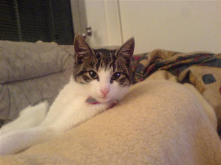 Huskat Trunte † R.I.P. † - jeg er smuk :-) billede 6