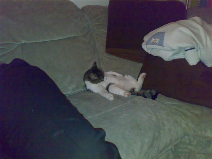 Huskat Trunte † R.I.P. † - her sover trunte billede 7