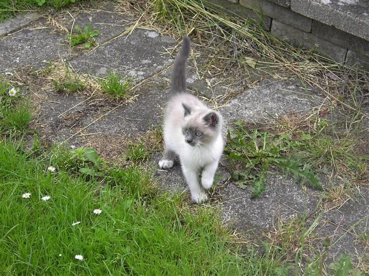 Blanding af racer Fnuggi billede 1