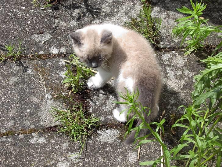 Blanding af racer Fnuggi billede 3