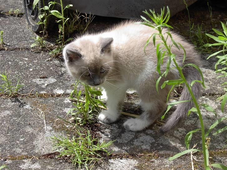 Blanding af racer Fnuggi billede 4