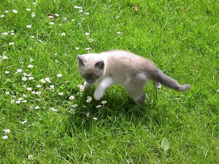 Blanding af racer Fnuggi billede 11