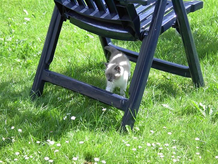 Blanding af racer Fnuggi billede 13