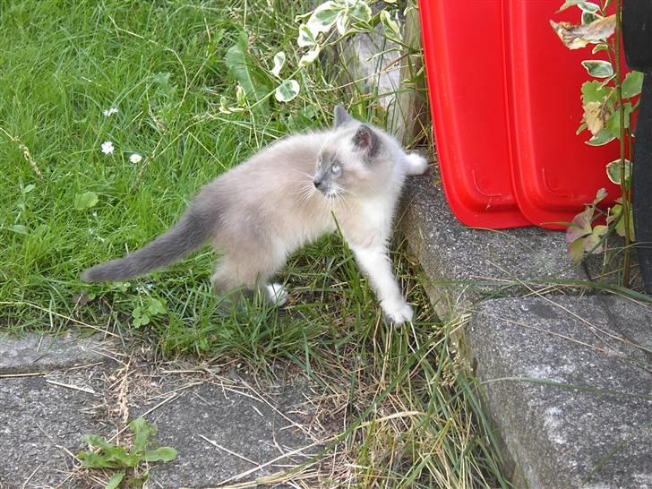 Blanding af racer Fnuggi billede 15