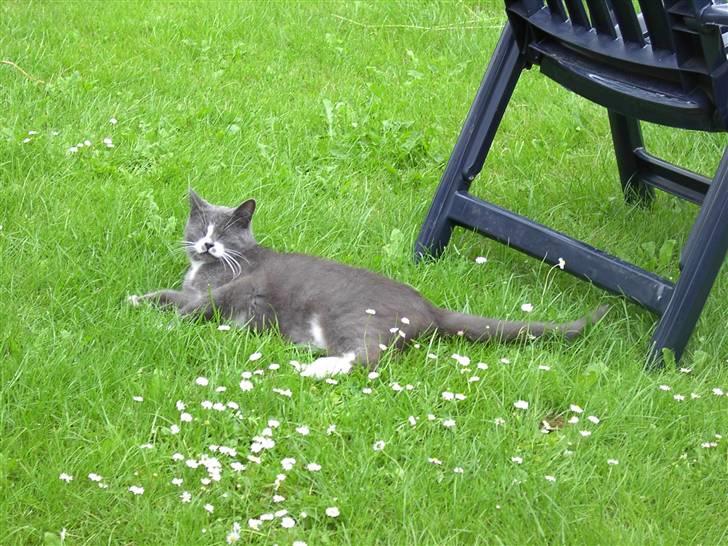 Huskat Calvin billede 15