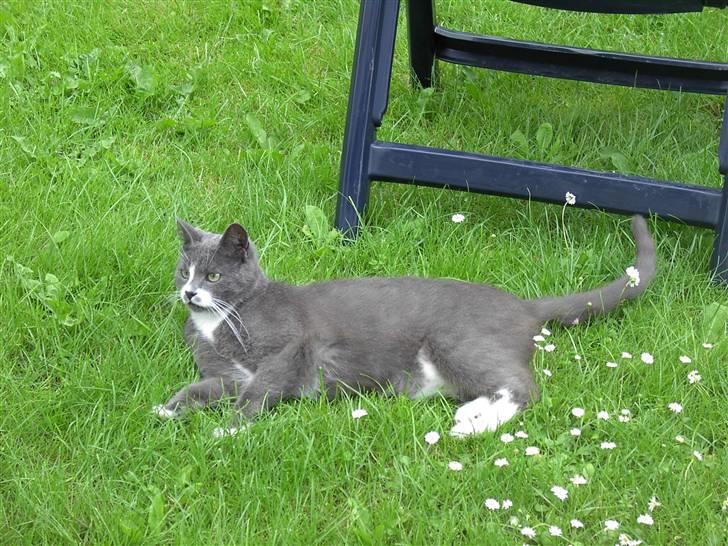 Huskat Calvin billede 16