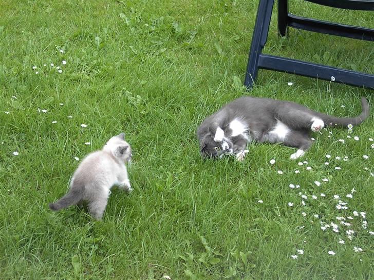 Huskat Calvin billede 17