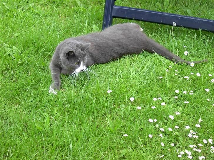 Huskat Calvin billede 18