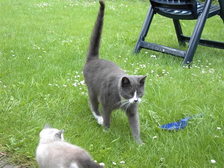 Huskat Calvin billede 19