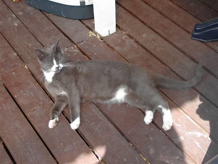 Huskat Calvin billede 20