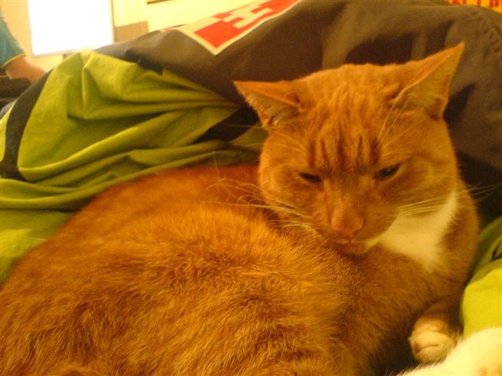 Blanding af racer Micki billede 18