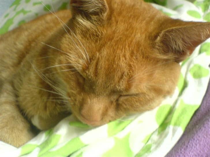 Blanding af racer Micki - Micki, der sover på dynen <33 billede 19