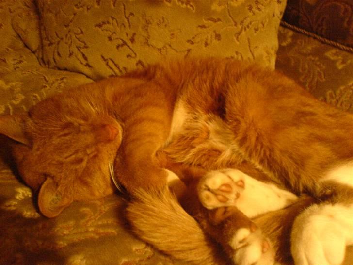 Blanding af racer Micki - Micki <33 billede 20