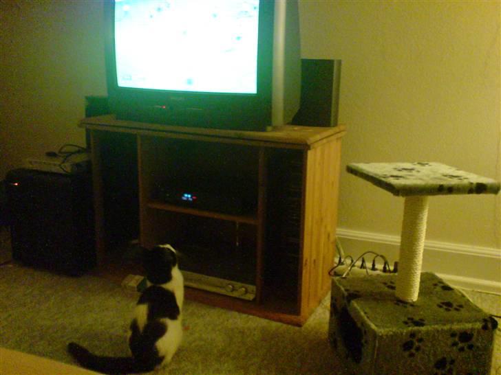 Huskat Balou - Ssshh .. I larmer !! Det er faktisk spændende det her ! :D billede 11