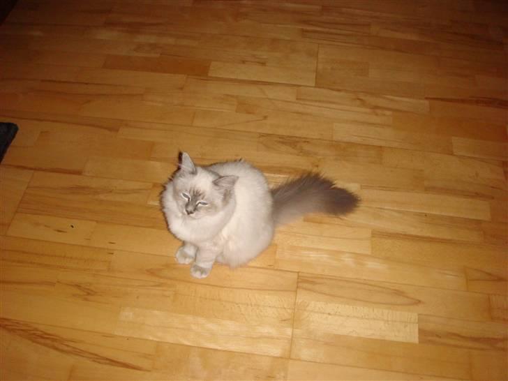 Hellig Birma Andante billede 7