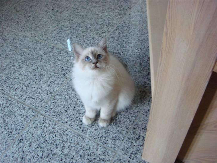 Hellig Birma Andante billede 8