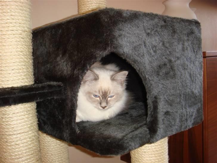 Hellig Birma Andante - Mit nye kradsetræ er hyggeligt billede 9