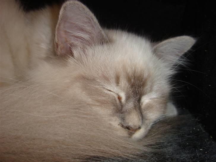 Hellig Birma Andante - Du må ikke vække mig billede 10