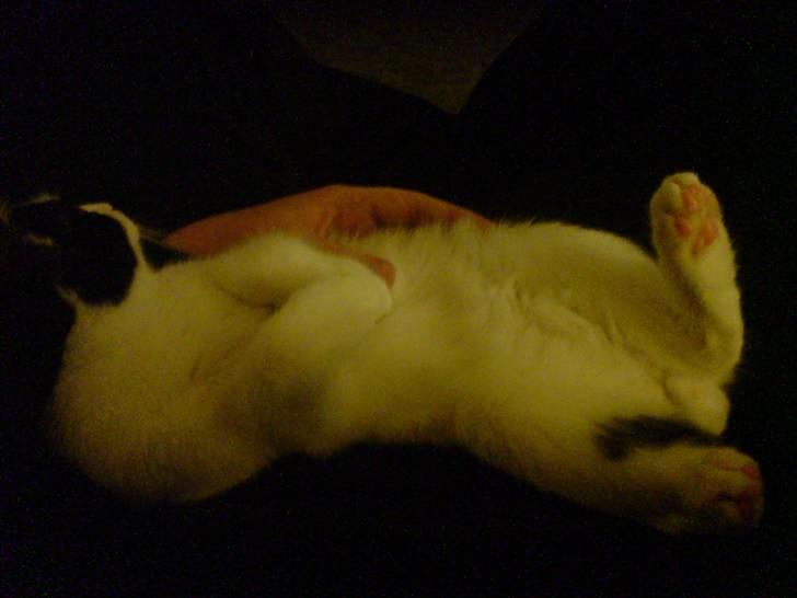 Huskat Balou - Uhh .. O P M Æ R K S O M H E D !! :D billede 12