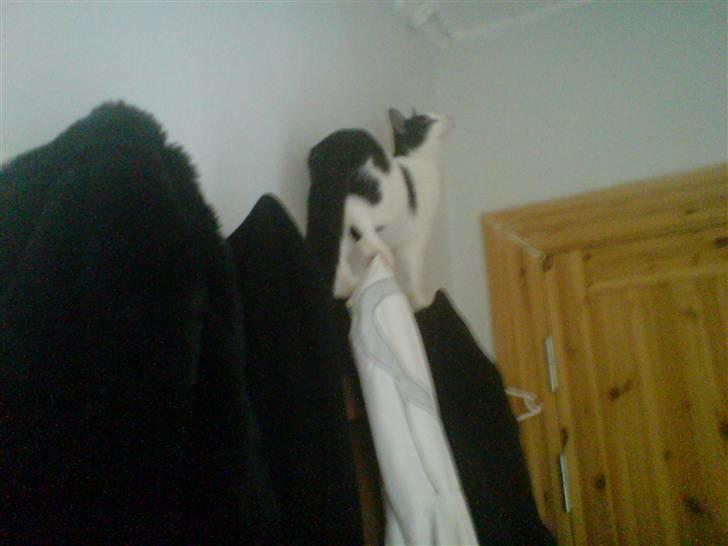 Huskat Balou - Hmmm kan jeg komme højere op? billede 13