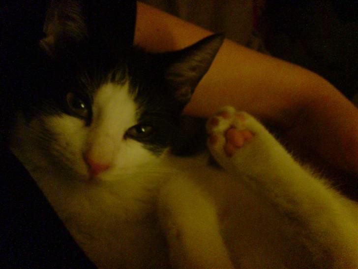 Huskat Balou billede 14