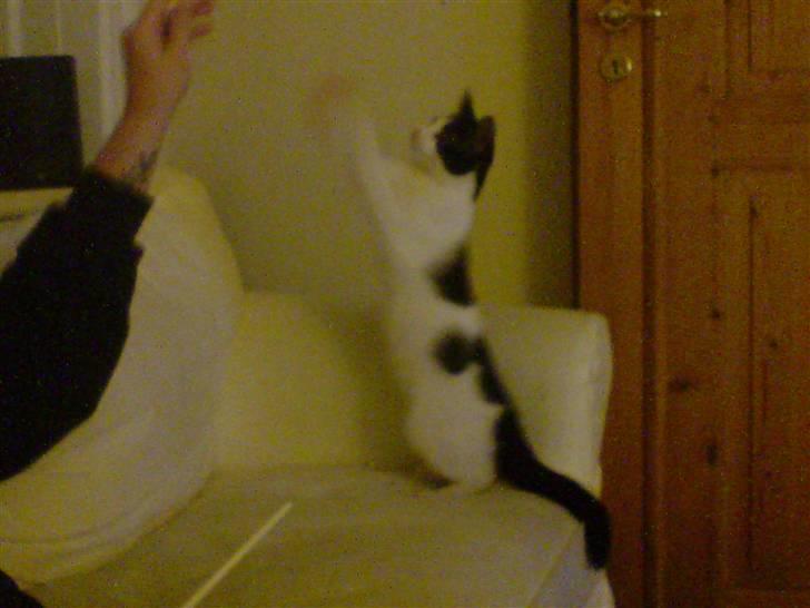 Huskat Balou - Spisepind + far = L E G ! :D billede 15