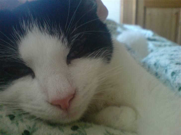 Huskat Balou - Mmmmmmhh .. Det er nu dejligt at ligge her og spinde .. :) billede 16