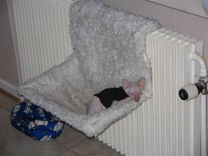 Peterbald rynke billede 4