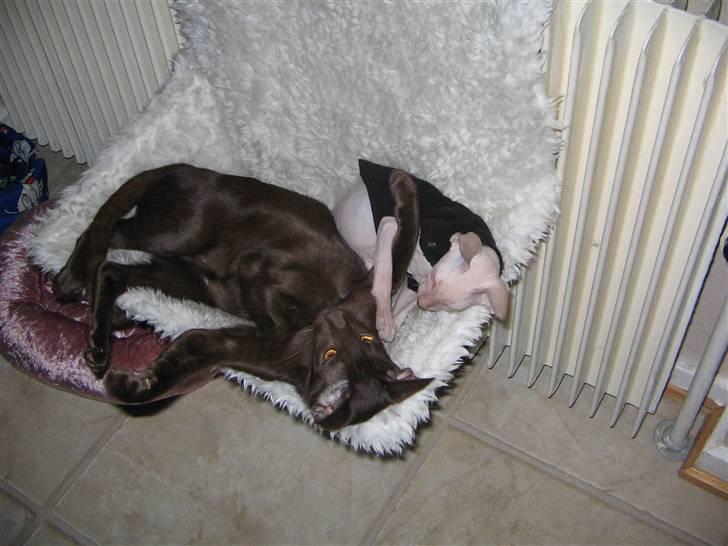 Peterbald rynke - såå stor var den mus jeg fangede !! billede 5