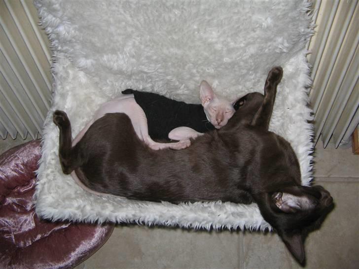 Peterbald rynke billede 6