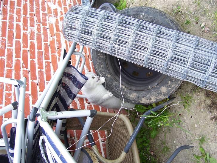 British Shorthair Skrumle billede 14