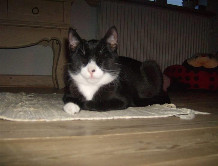 Huskat Giffie - Velkommen til Giffie Nielsen Salling Pedersen´s profiltekst. Håber du kan du den lille lækkerbisken d: hehe. billede 1