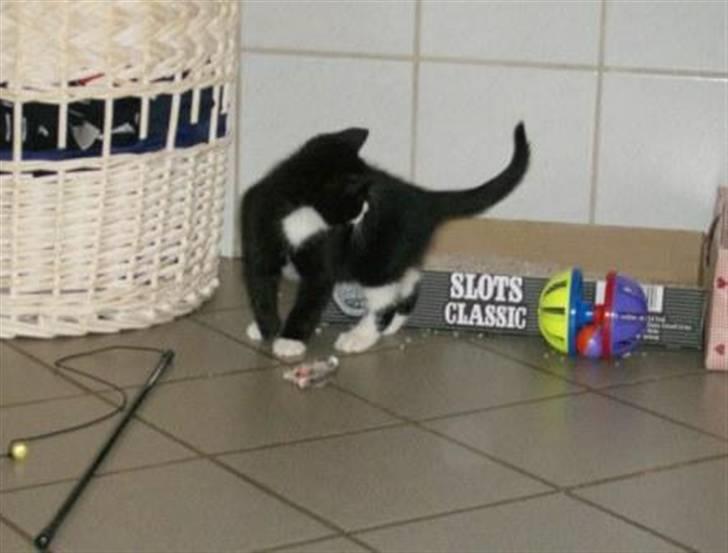 Huskat Giffie - ´´sig mig engang, glor du på min numse?´´ billede 2