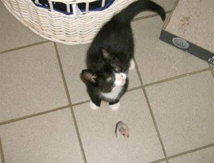 Huskat Giffie billede 3