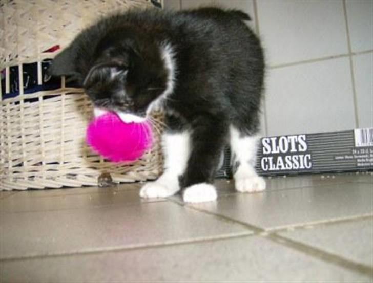 Huskat Giffie - I´m a little cutiiiie. billede 4