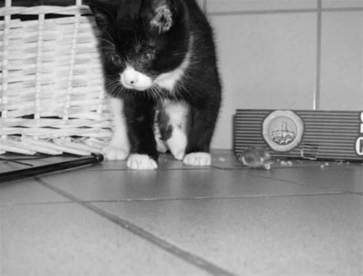 Huskat Giffie billede 5