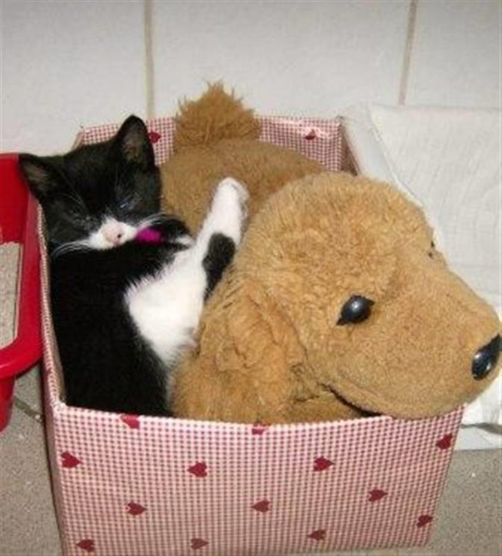 Huskat Giffie - det skal lige siges, jeg fandt Giffe samemn med min bamse i denne kasse (: billede 6