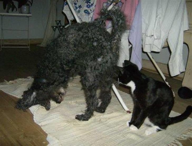 Huskat Giffie - hmm.. hvad skal man sige? lækker mås? HUMMF! billede 8